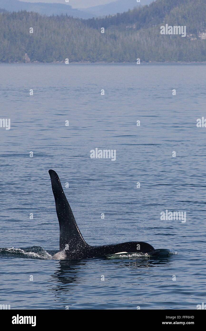 Vancouver Island Orca surfacing in front of the Canadian Mainland Stock Photo