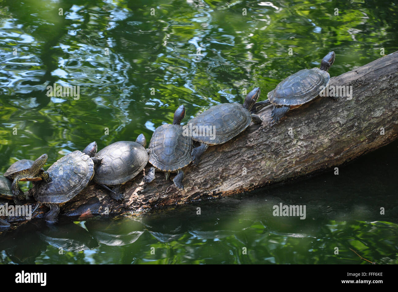 group of river turtles on a log on the background of the pond is ...