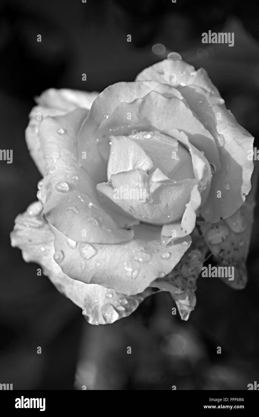 black and white rose flower in the garden Stock Photo Alamy