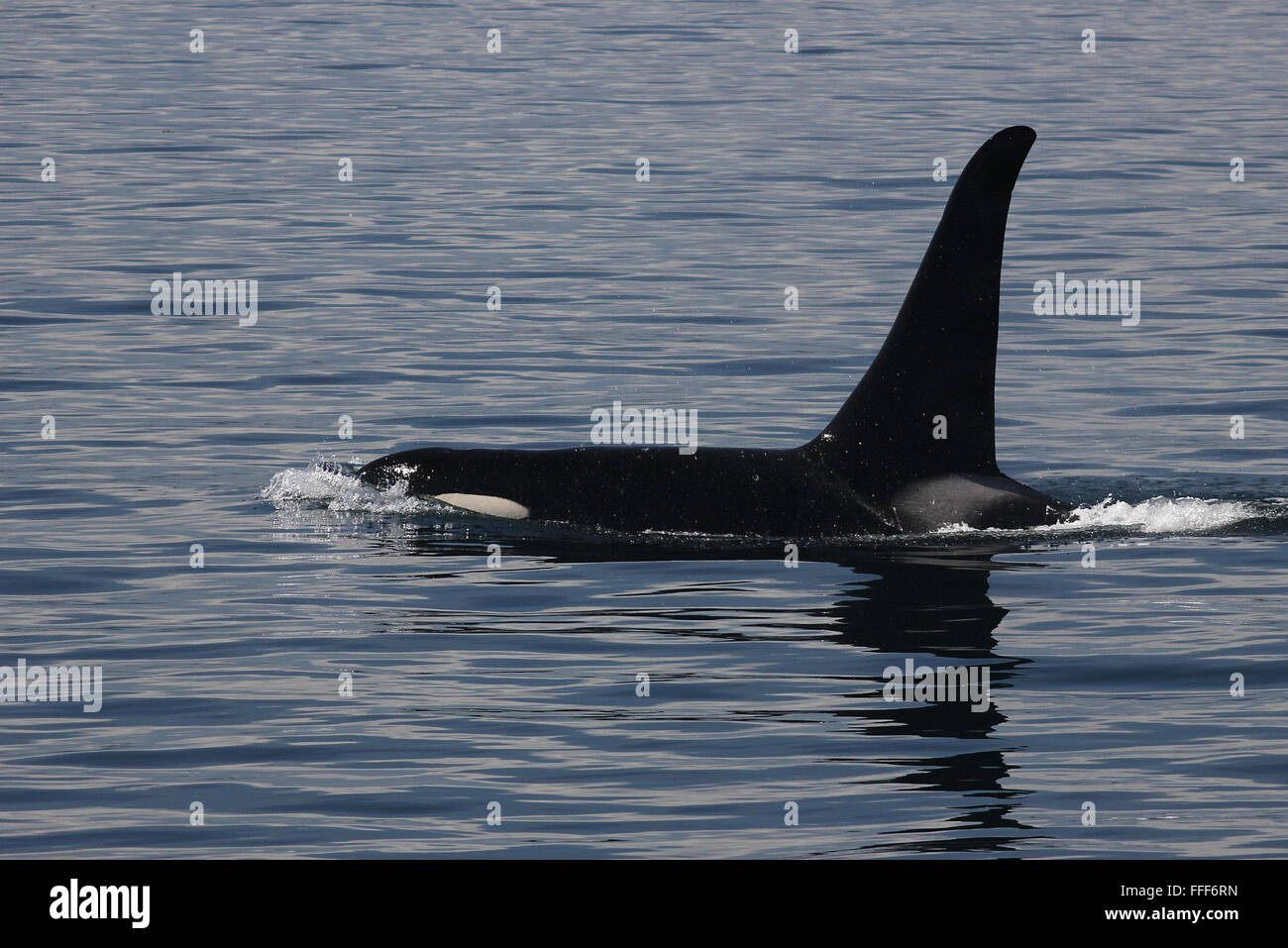 Vancouver Island Orca surfacing Stock Photo