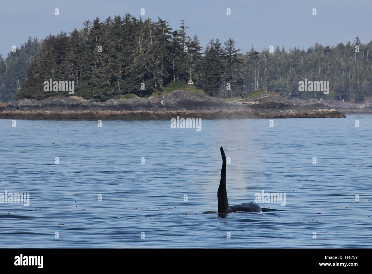 Orca surfacing near Vancouver Island, Canada Stock Photo