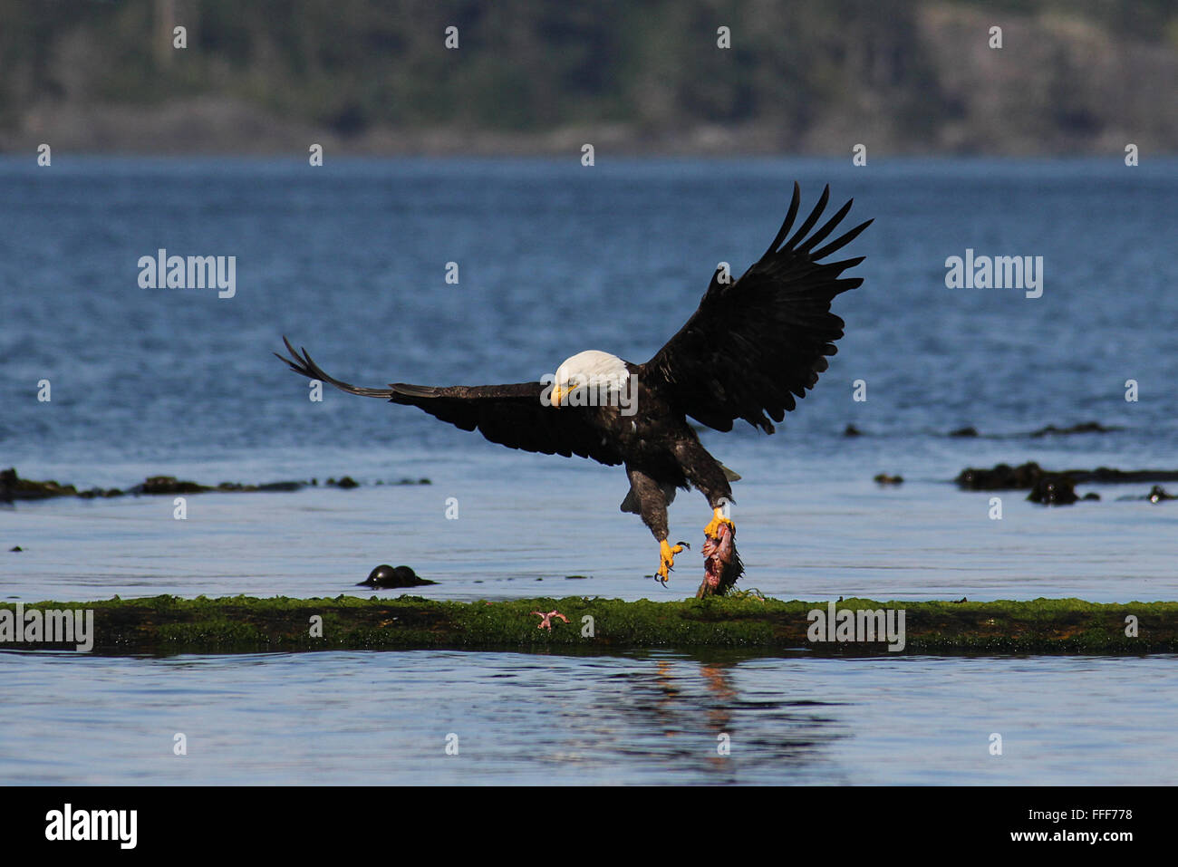 Bald Eagle taking off with salmon on Canada's Vancouver Island. Stock Photo
