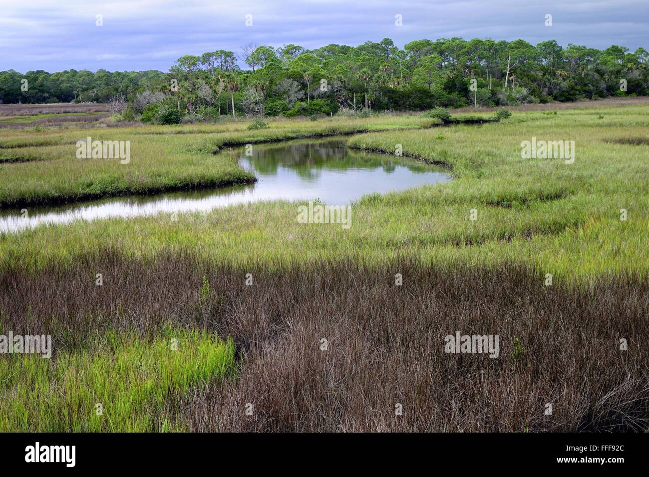 Wetlands, Spruce Creek Park, Port Orange, Florida Stock Photo Alamy