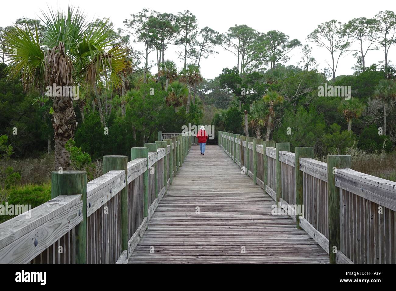 Hiker on a boardwalk through a swampy area of Spruce Creek Park, Port Orange, Florida Stock Photo