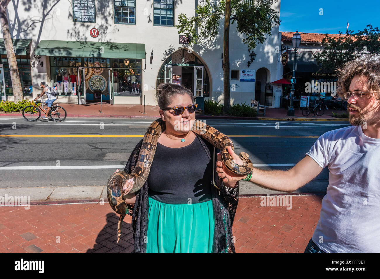 The owner of a Columbian boa constrictor,  who panhandles for money using his snake, drapes the snake around a female volunteer. Stock Photo