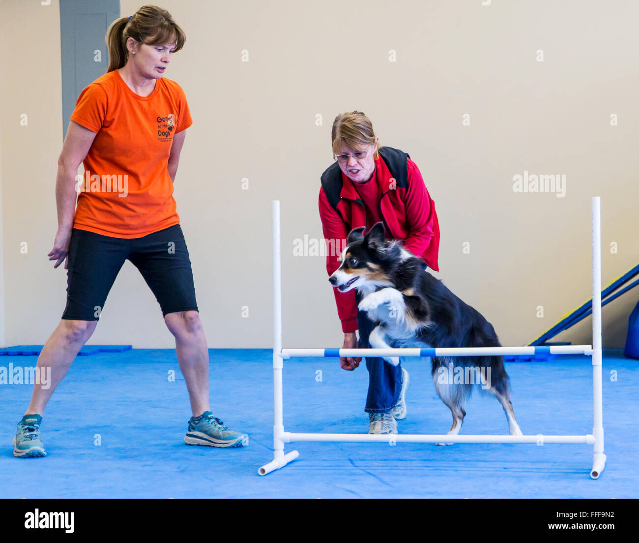 Professional female dog handler training Australian Shepherd to jump hurdle obstacle Stock Photo