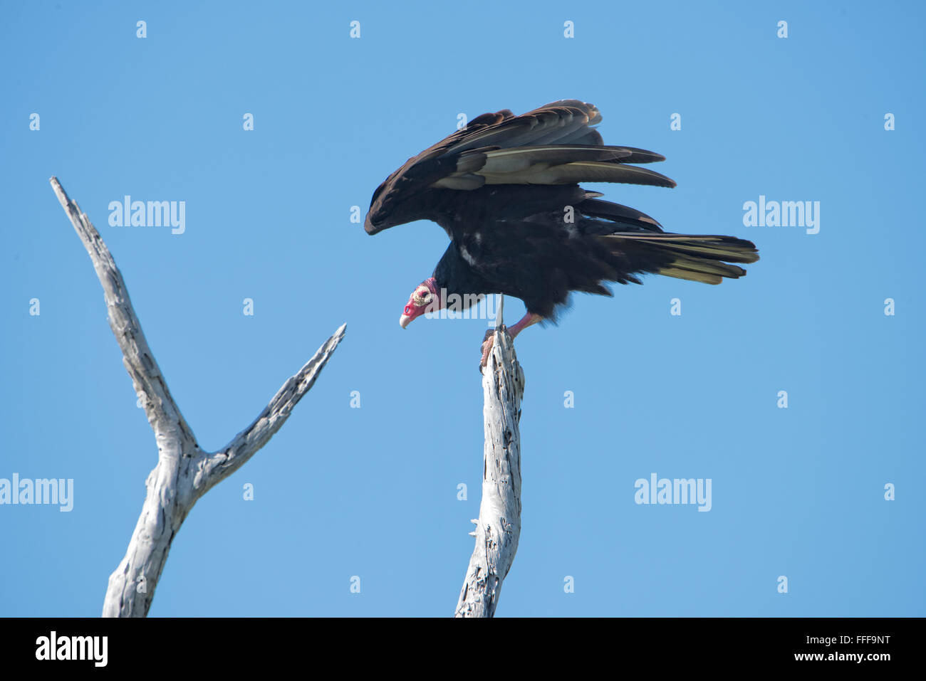 Predator of the sky hires stock photography and images Alamy