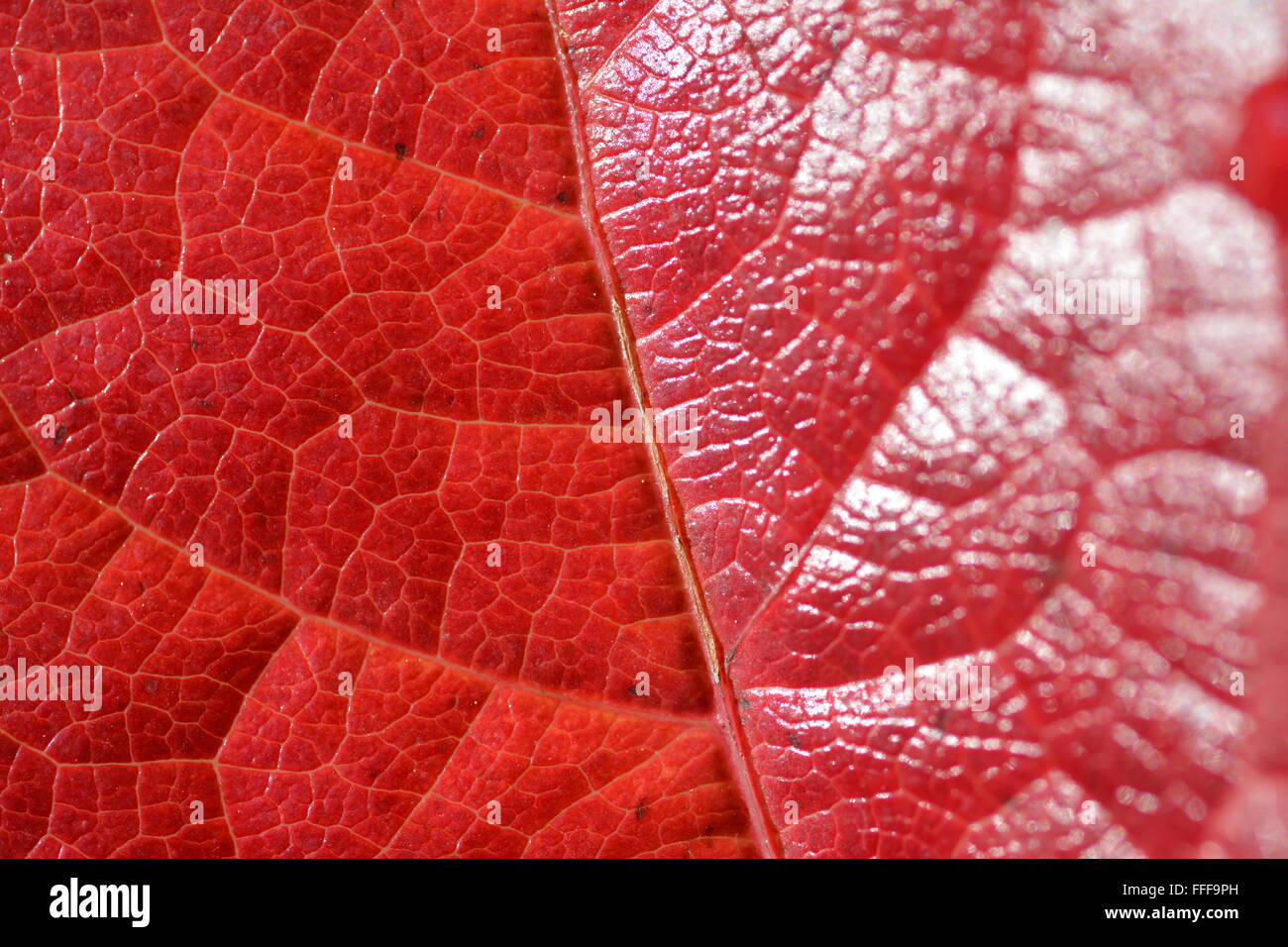 Close up ivy red hi-res stock photography and images - Alamy