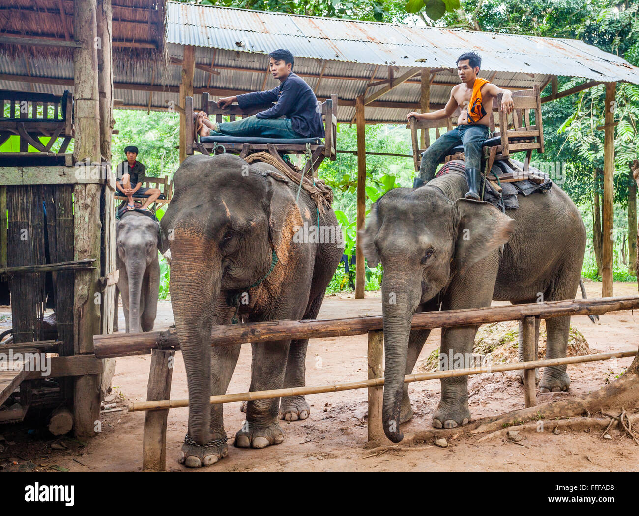 Laos, Luang Prabang Province, Lao elepants and mahouts from the elephant village sanctuary at Tad Sae Waterfalls Stock Photo