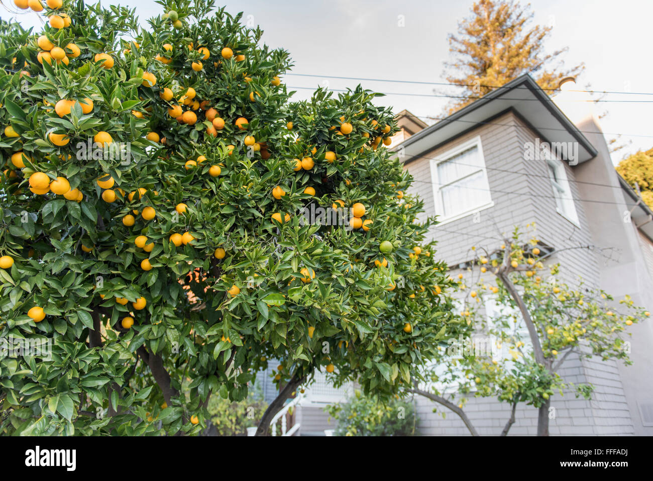 Citrus fruit in the front garden of residential area, Berkeley, California, USA Stock Photo