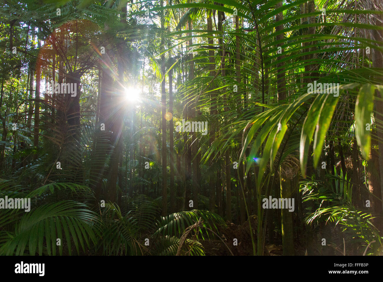 Palm trees in lush subtropical rainforest, Nightcap National Park, NSW