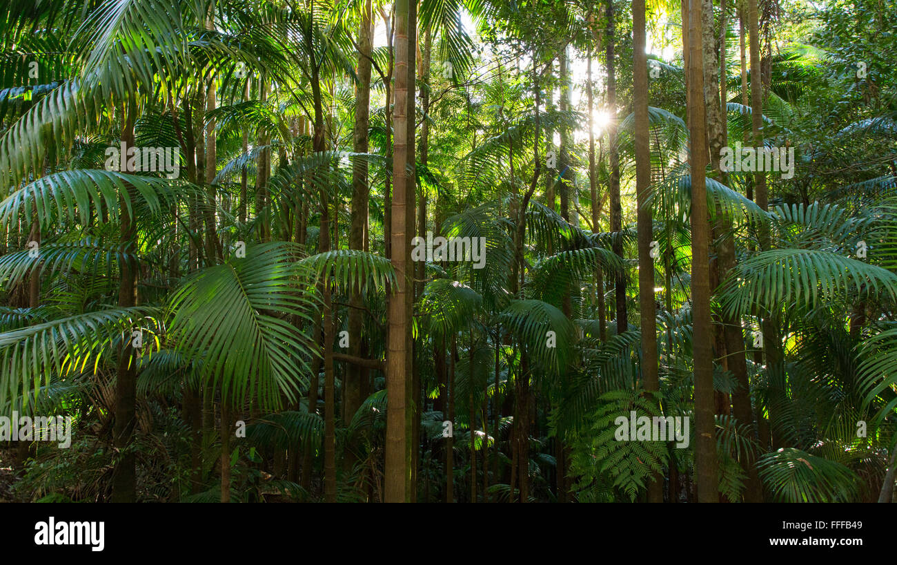 Palm trees in lush subtropical rainforest, Nightcap National Park, NSW