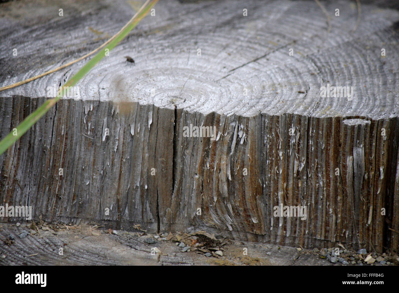 Holz, Brandenburg. Stock Photo