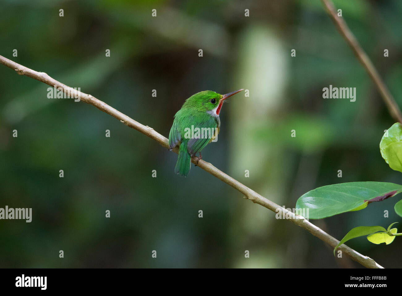 Name: Puertorican Tody Scientific Name: Todus mexicanus Spanish Name: Sanpedrito Stock Photo