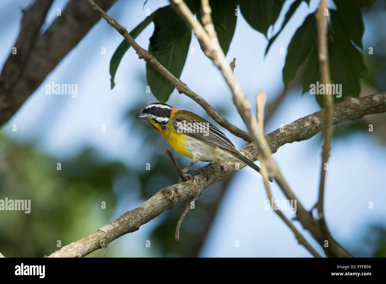 Spindalis portoricensis hires stock photography and images Alamy