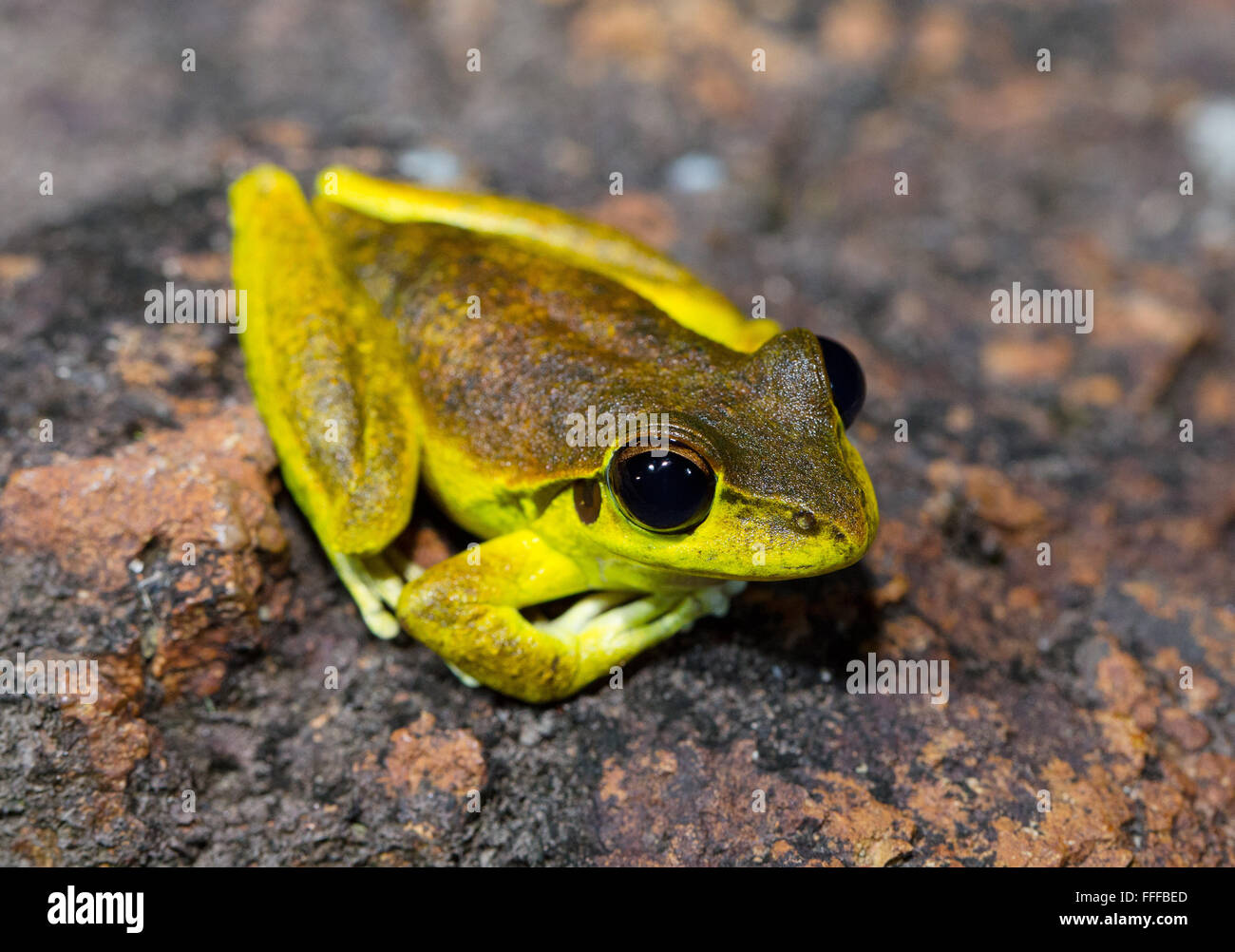 Male Stony Creek Frog (Litoria wilcoxii), NSW, Australia Stock Photo