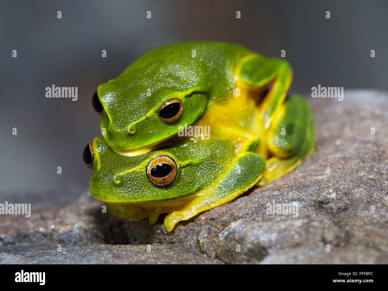 Dainty Green Tree Frog (Litoria gracilenta). also known as Graceful Tree Frog, in amplexus, NSW, Australia Stock Photo
