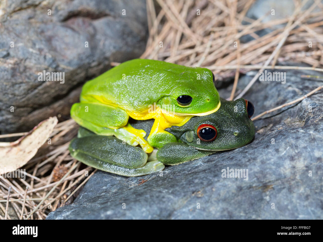 Male and female Australian Red-eyed tree frog (Litoria chloris), also known as Orange-eyed Tree frog, in amplexus,  NSW, Austral Stock Photo