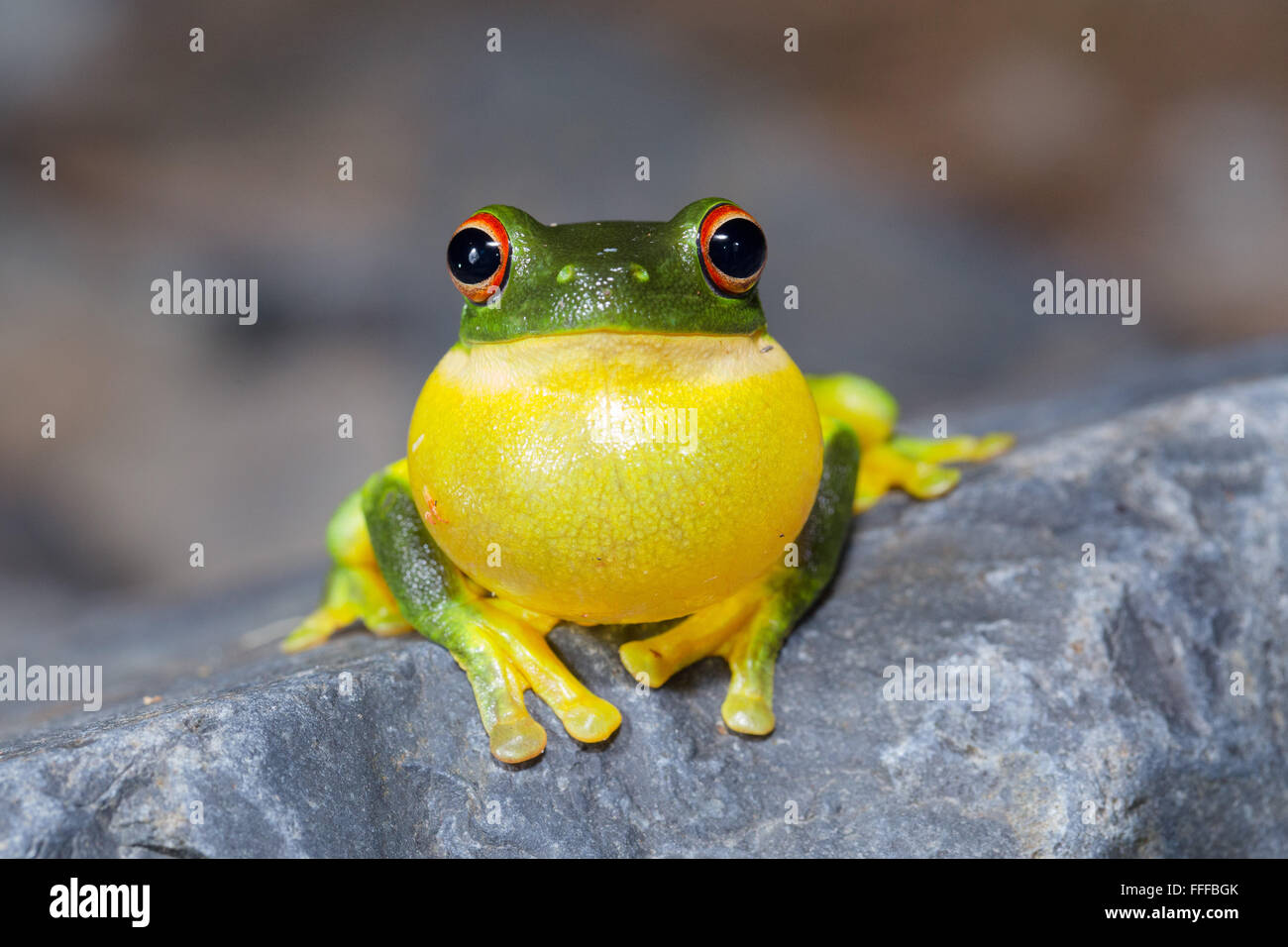 Australian Red-eyed tree frog (Litoria chloris), also known as Orange-eyed Tree frog, inflating throat sac while calling, NSW, A Stock Photo