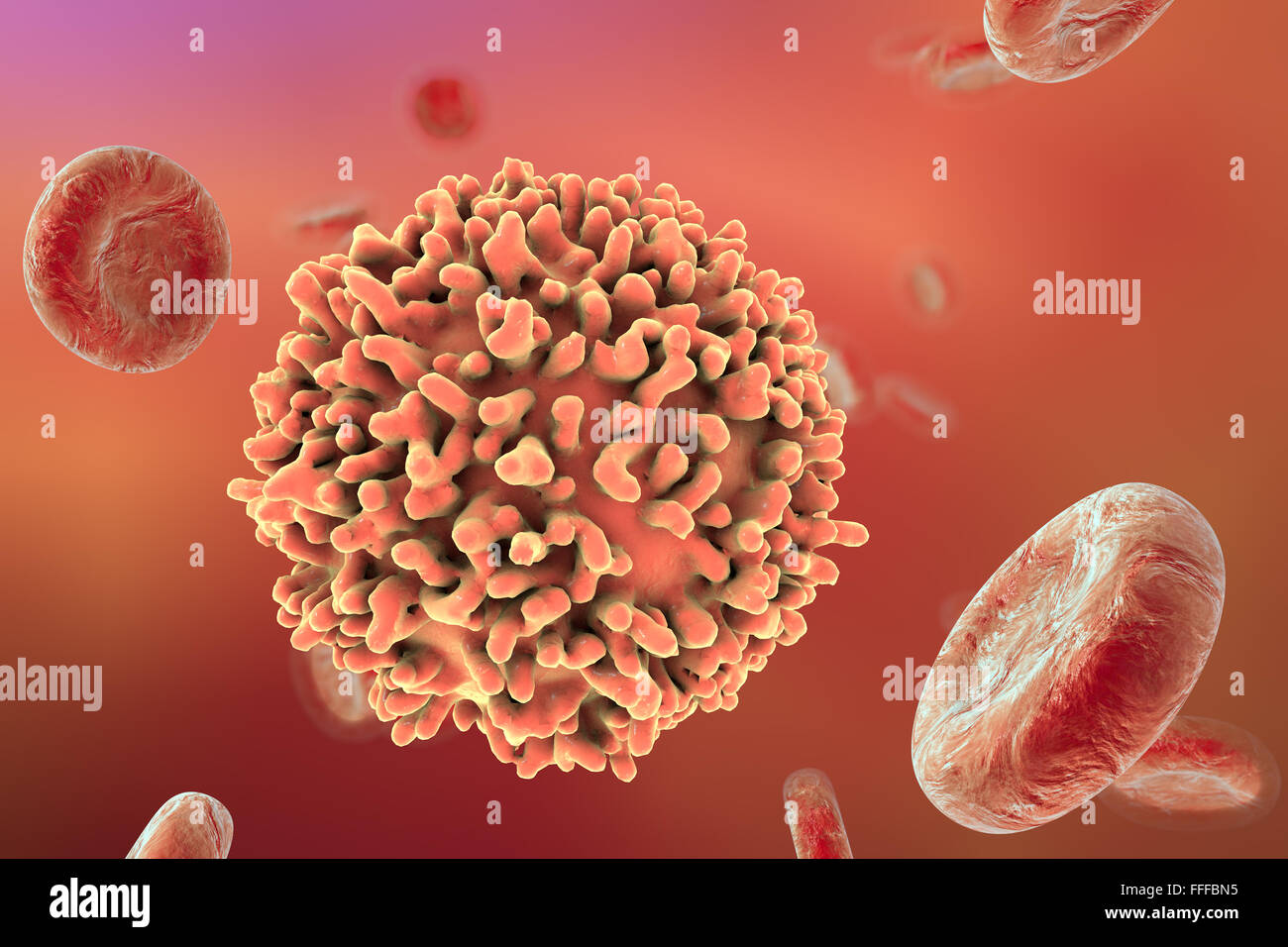 B-lymphocyte in blood with red blood cells, computer artwork. Stock Photo