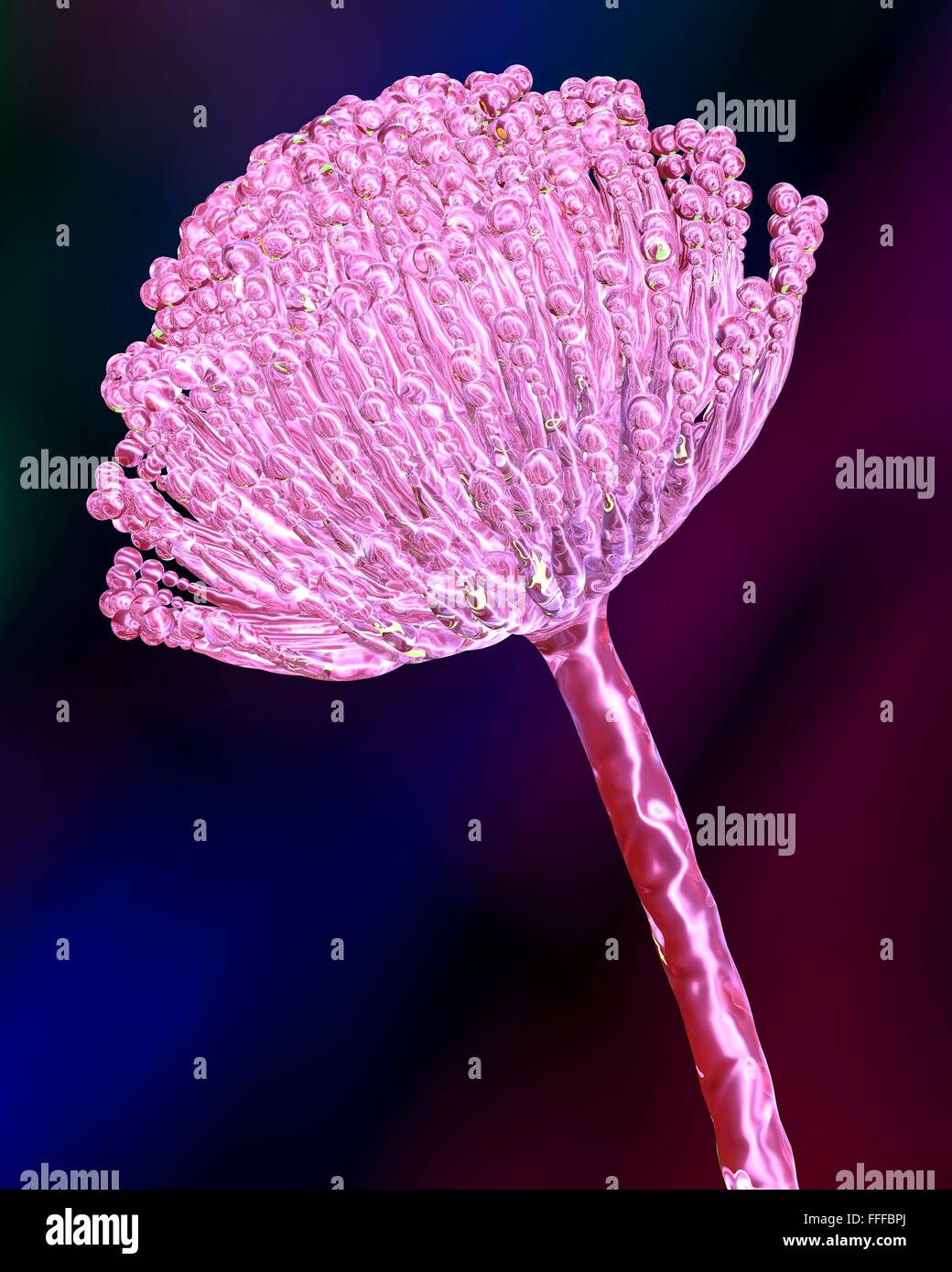 Aspergillus fungus, computer artwork. This is a toxic fungus that causes diseases in humans. These include fungal ear, lung and Stock Photo