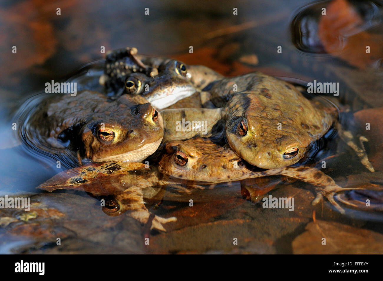 Common toads (Bufo bufo) mating, mating season, behind common frog (Rana temporaria), North Rhine-Westphalia, Germany Stock Photo