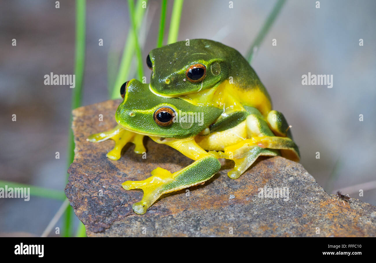 Dainty Green Tree Frog (Litoria gracilenta). also known as Graceful Tree Frog, in amplexus, NSW, Australia Stock Photo