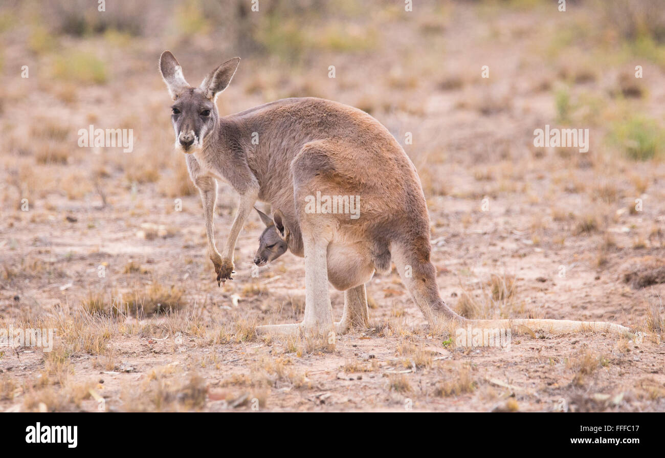 Female Red Kangaroo (Macropus rufus) with young joey in pouch,  outback Queensland, Australia Stock Photo