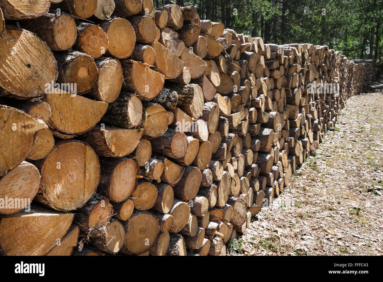 Cut and stacked woods in forest Stock Photo - Alamy