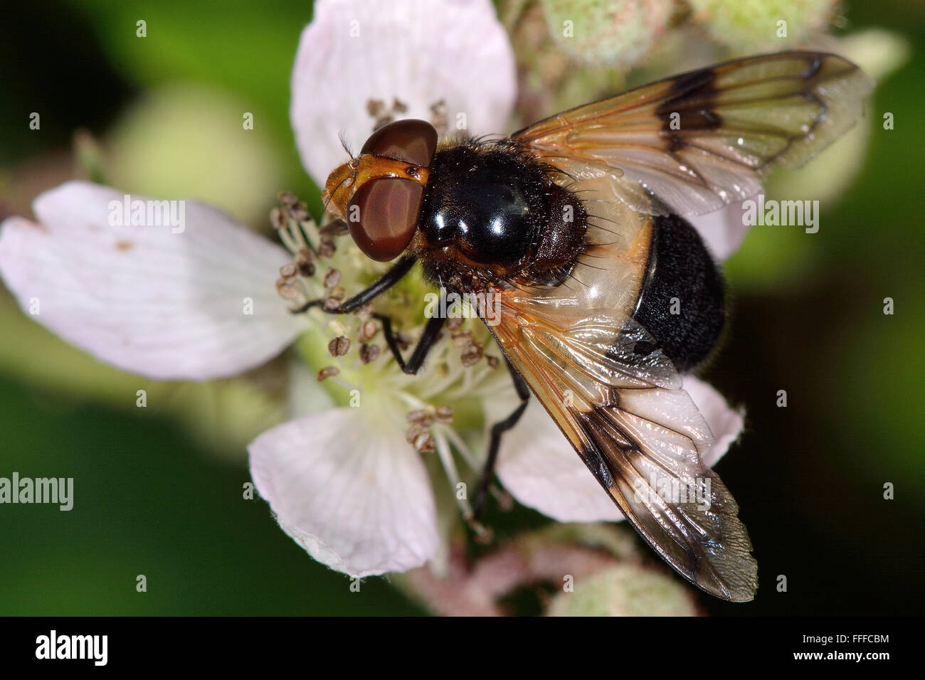 Pellucid fly (Volucella pellucens). One of Britain's heaviest flies, this hoverfly in the family Syrphidae Stock Photo