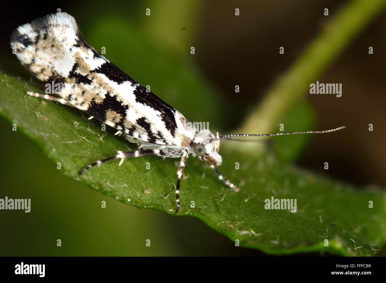 Ypsolopha sequella micro moth. A black and white moth in the family Ypsolophidae on its foodplant, field maple (Acer campestris) Stock Photo