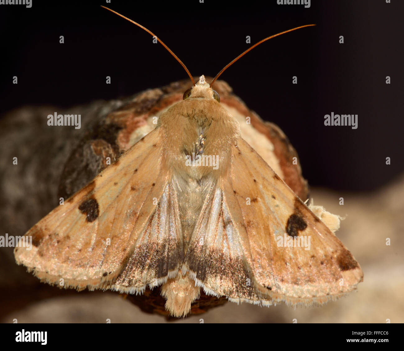 Bordered straw moth (Heliothis peltigera) with hind wings visible. An