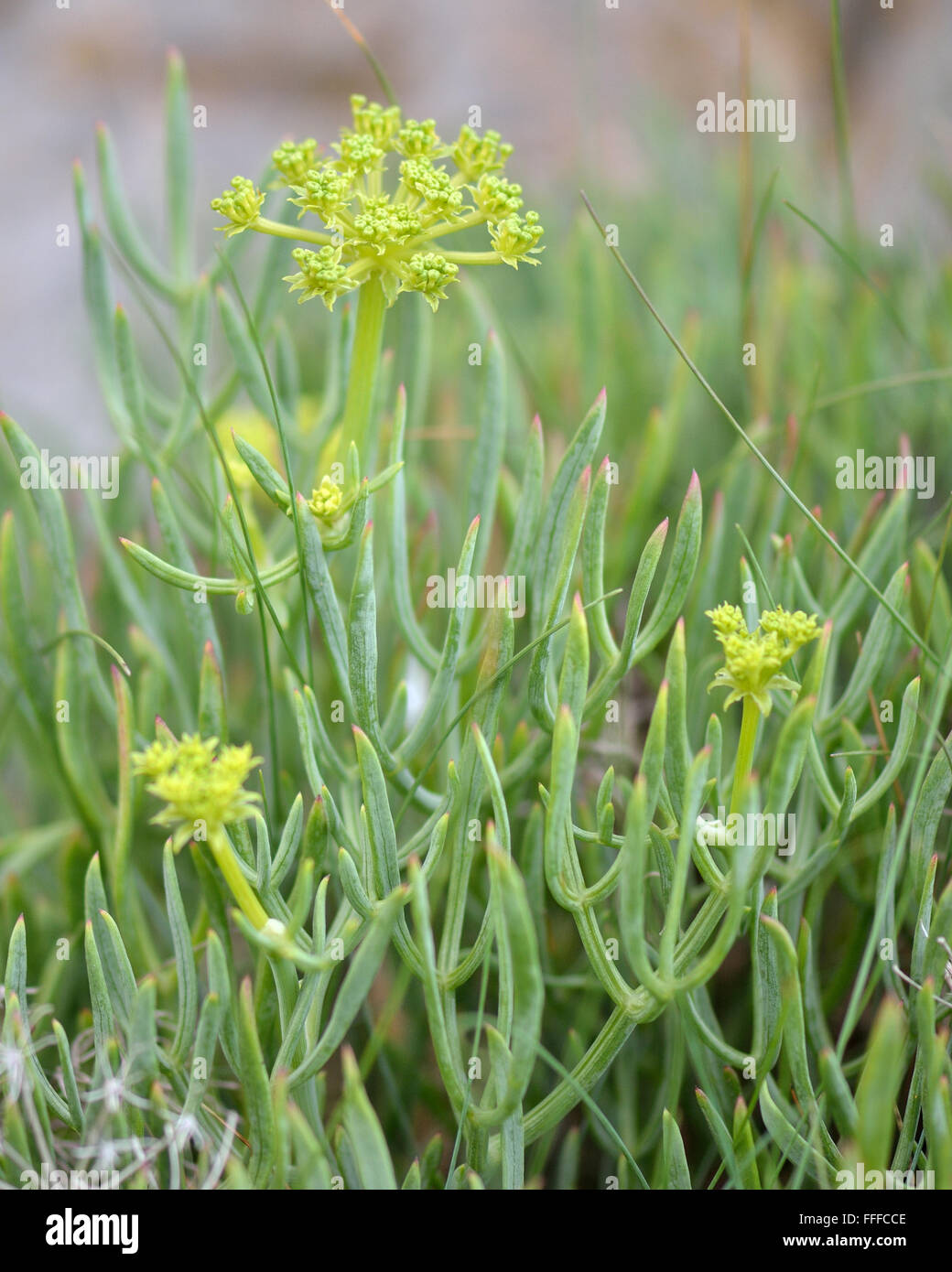 Rock samphire (Crithmum maritimum) plants in flower. An edible plant in the carrot family (Apiaceae), often known as sea fennel Stock Photo