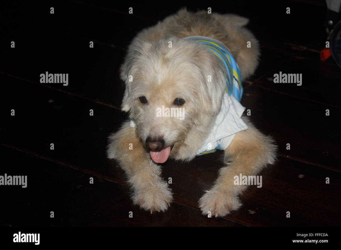 Dressed male dog with his tongue outside and relaxed mode. Stock Photo