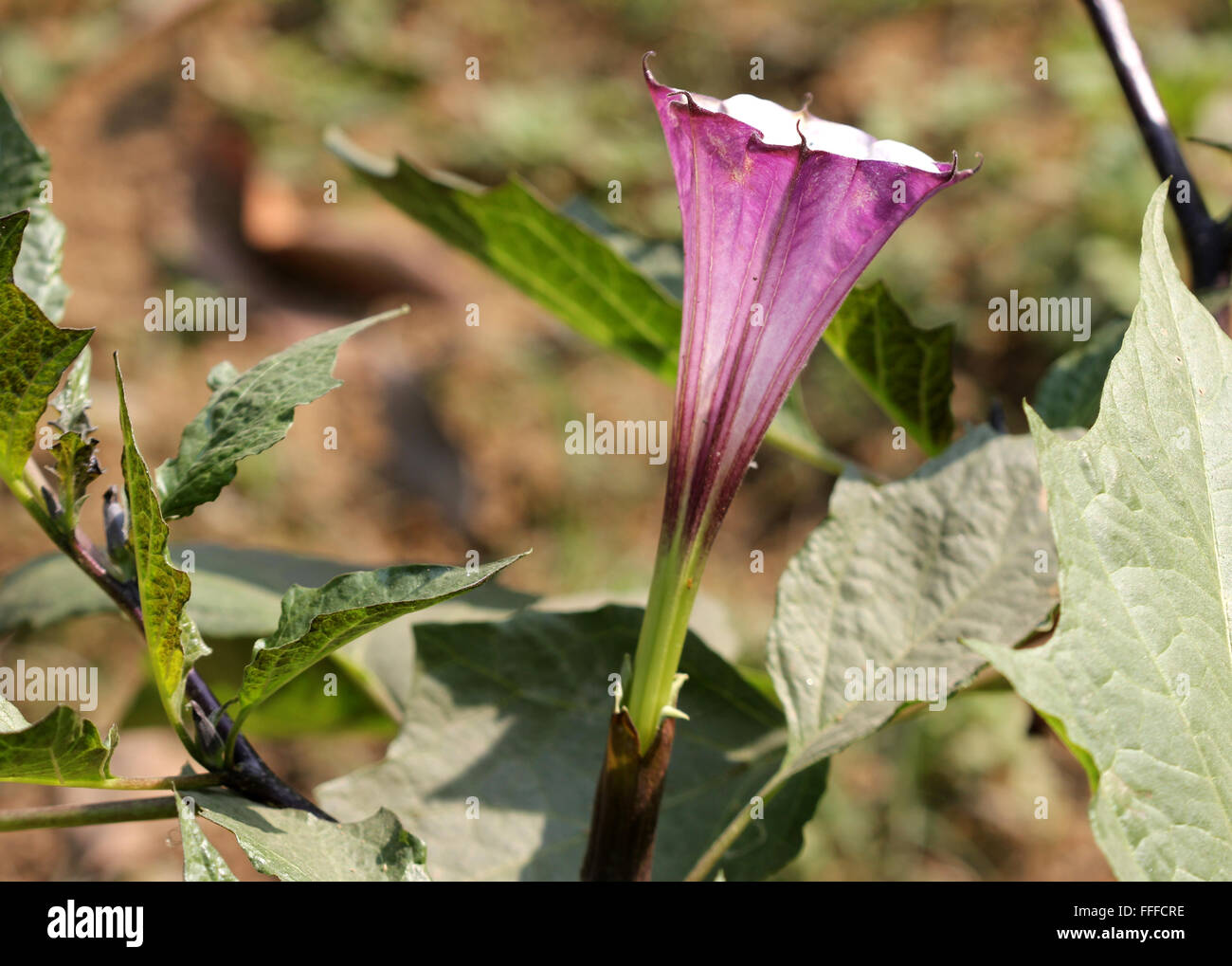 Datura metel, devil's trumpet, herb with usually red stem, broad oval leaves, funnel-like flowers, ornamental, medicinal Stock Photo