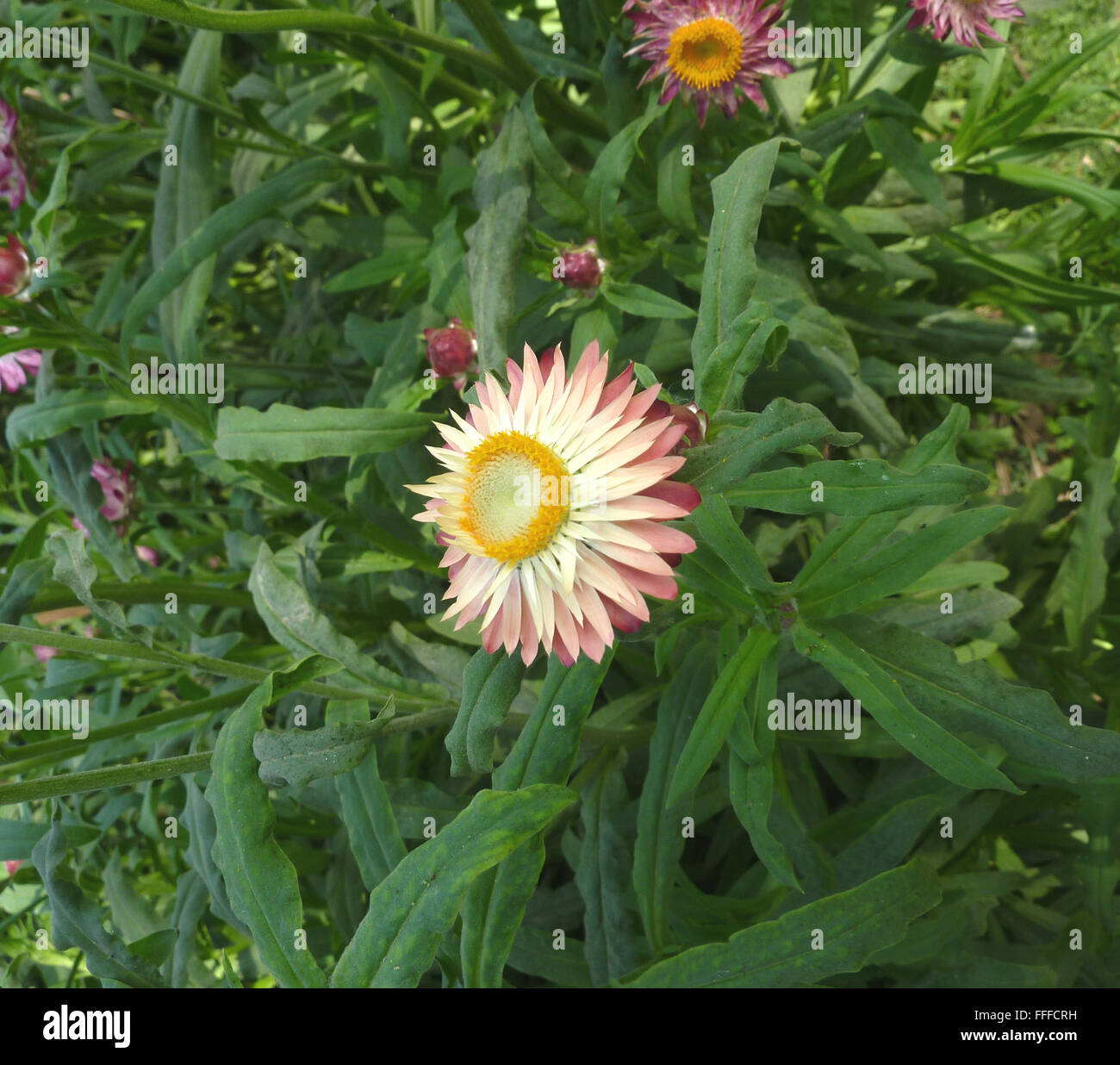 Helichrysum bracteatum, Straw flower, ornamental herb with hairy stems, lanceolate leaves and papery orange yellow flower head Stock Photo