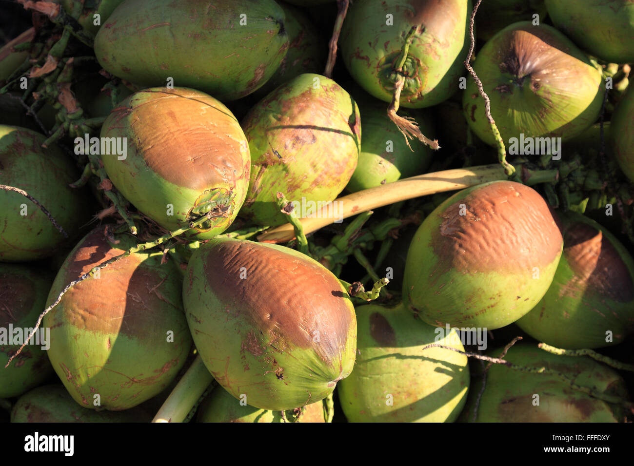 Coconuts, Cocos nucifera, Brazil Stock Photo