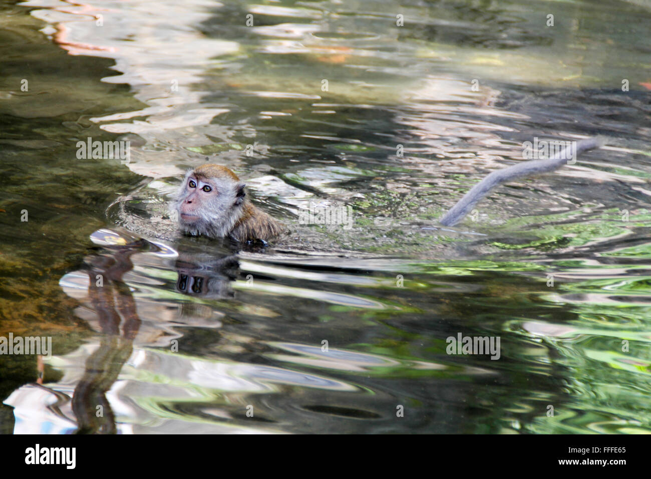 Macaque Monkey Swimming in a pond. Stock Photo
