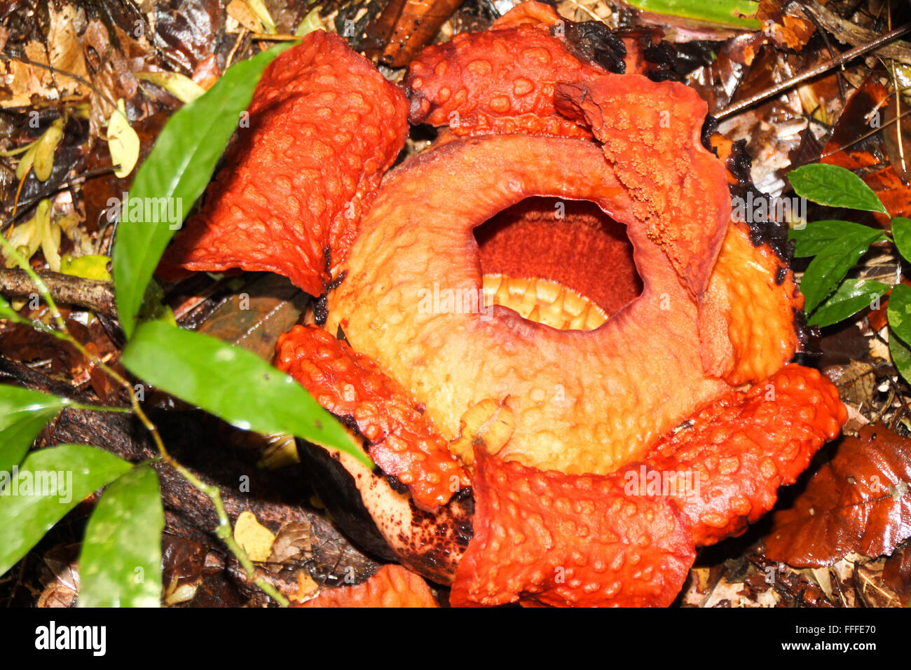 Rafflesia Flower at Gunung Gading, Borneo, Malaysia Stock Photo