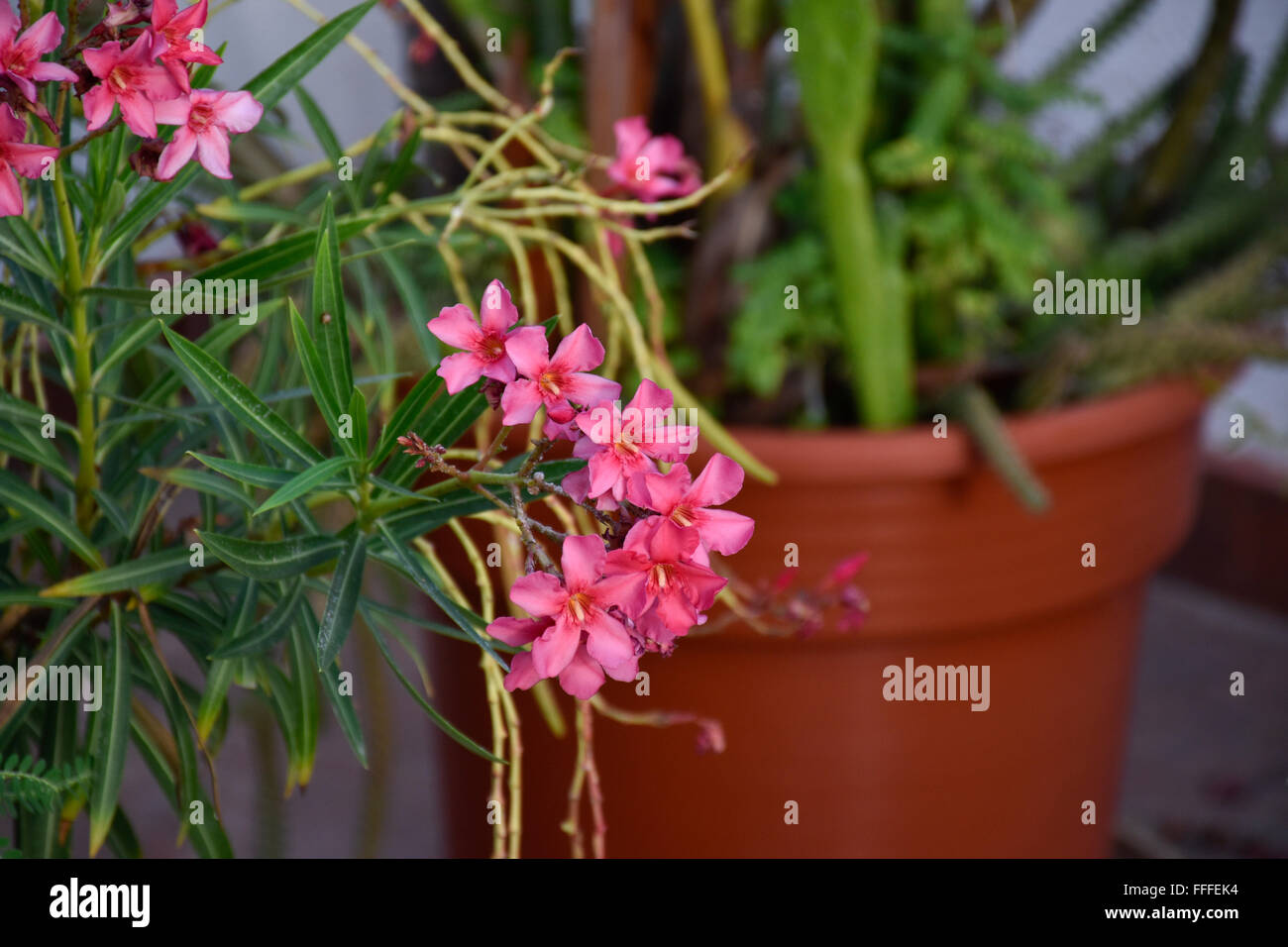 Poisonous Adelfa (Nerium oleander) flowering plant growing in Acapulco, Mexico Stock Photo