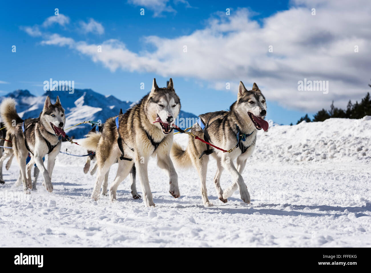 musher dogteam driver and Siberian husky at snow winter competition race in forest Stock Photo