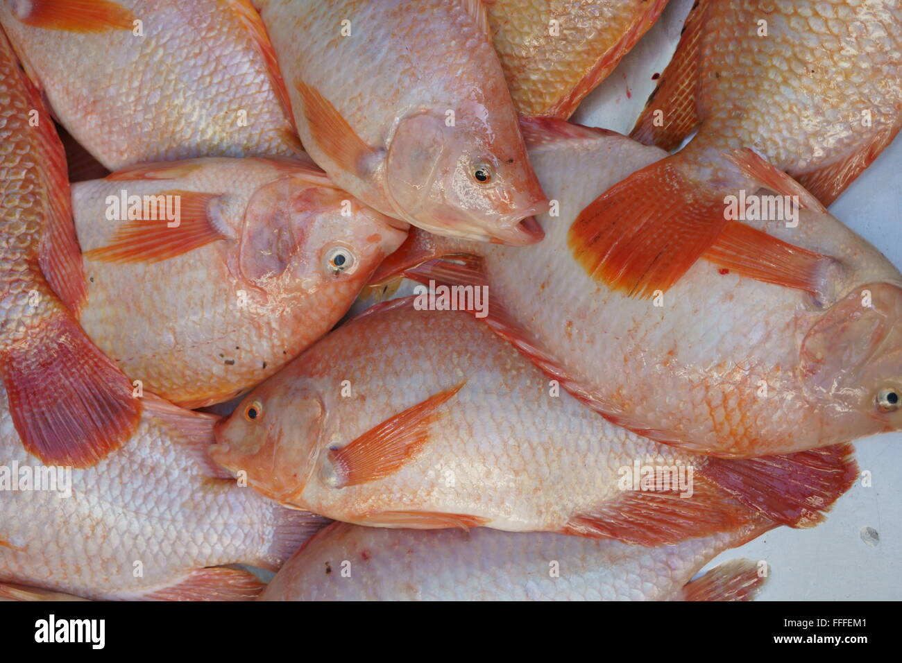 fresh red tilapia freshwater fish Stock Photo