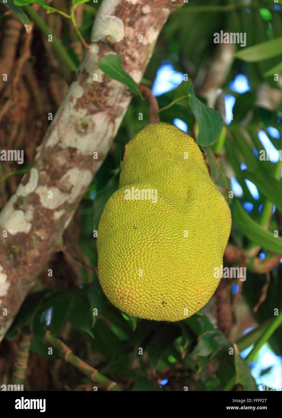Jackfruit on tree, Artocarpus heterophyllus Stock Photo Alamy