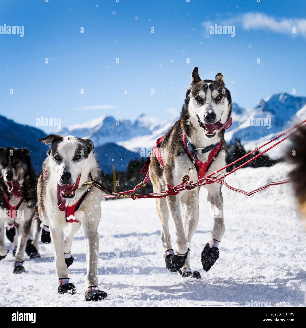 musher dogteam driver and Siberian husky at snow winter competition race in forest Stock Photo
