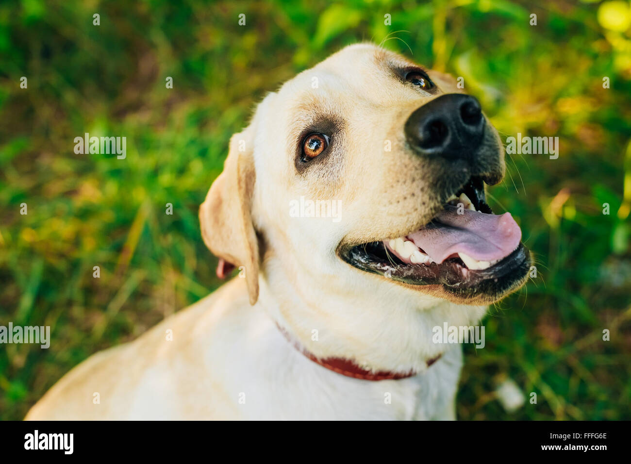 Close up face of funny white Labrador Retriever Dog Sitting In Green Grass Stock Photo