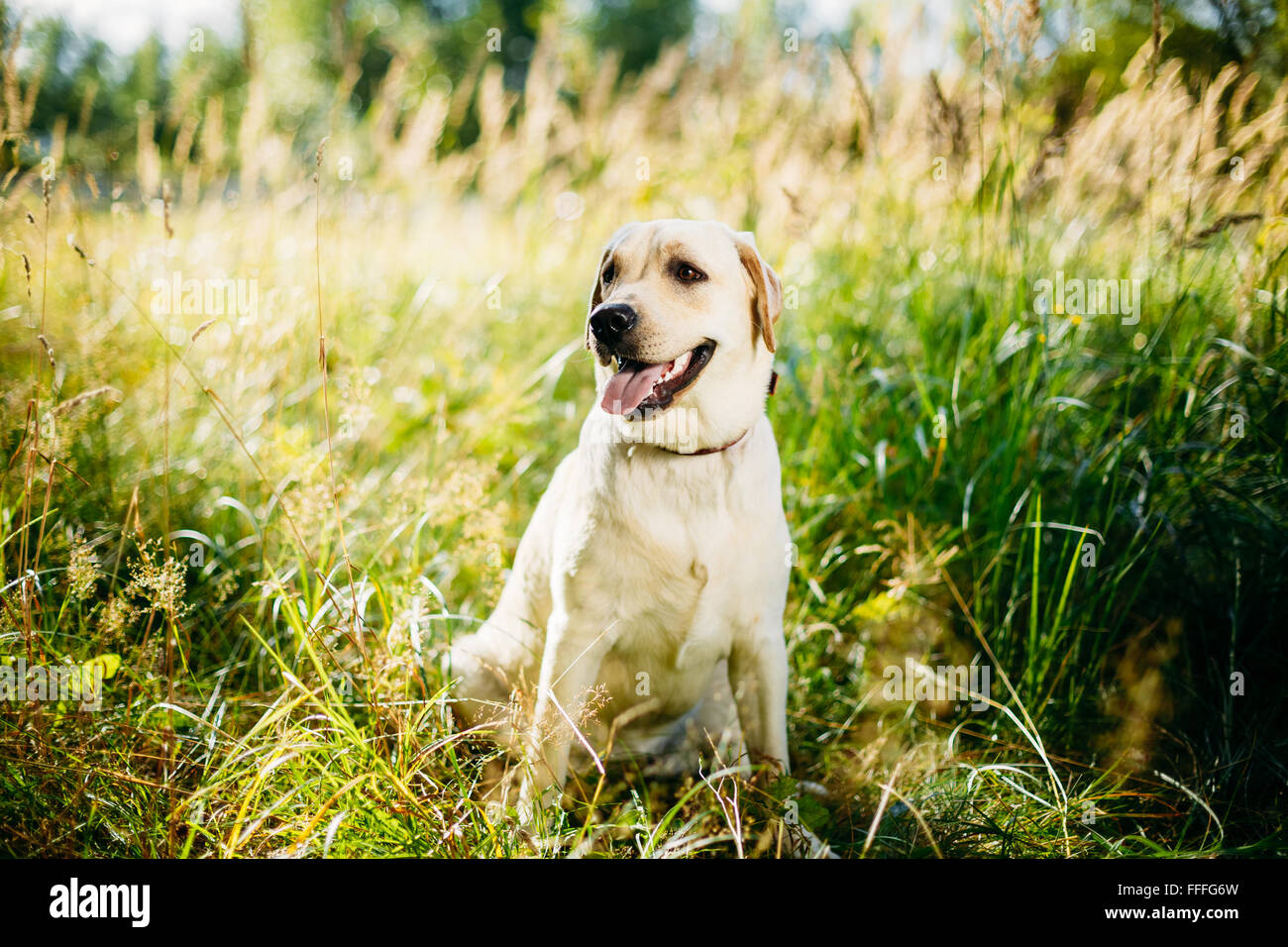 White Labrador Retriever Dog Sitting In Grass, Forest Park Background