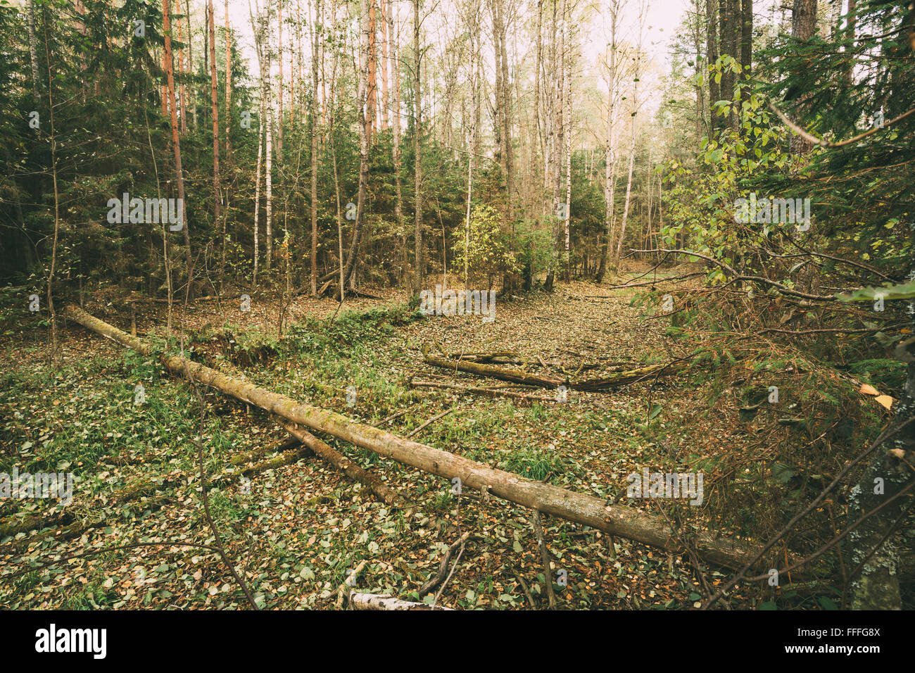 Wild autumn forest. Fallen trees in forest reserve. Stock Photo