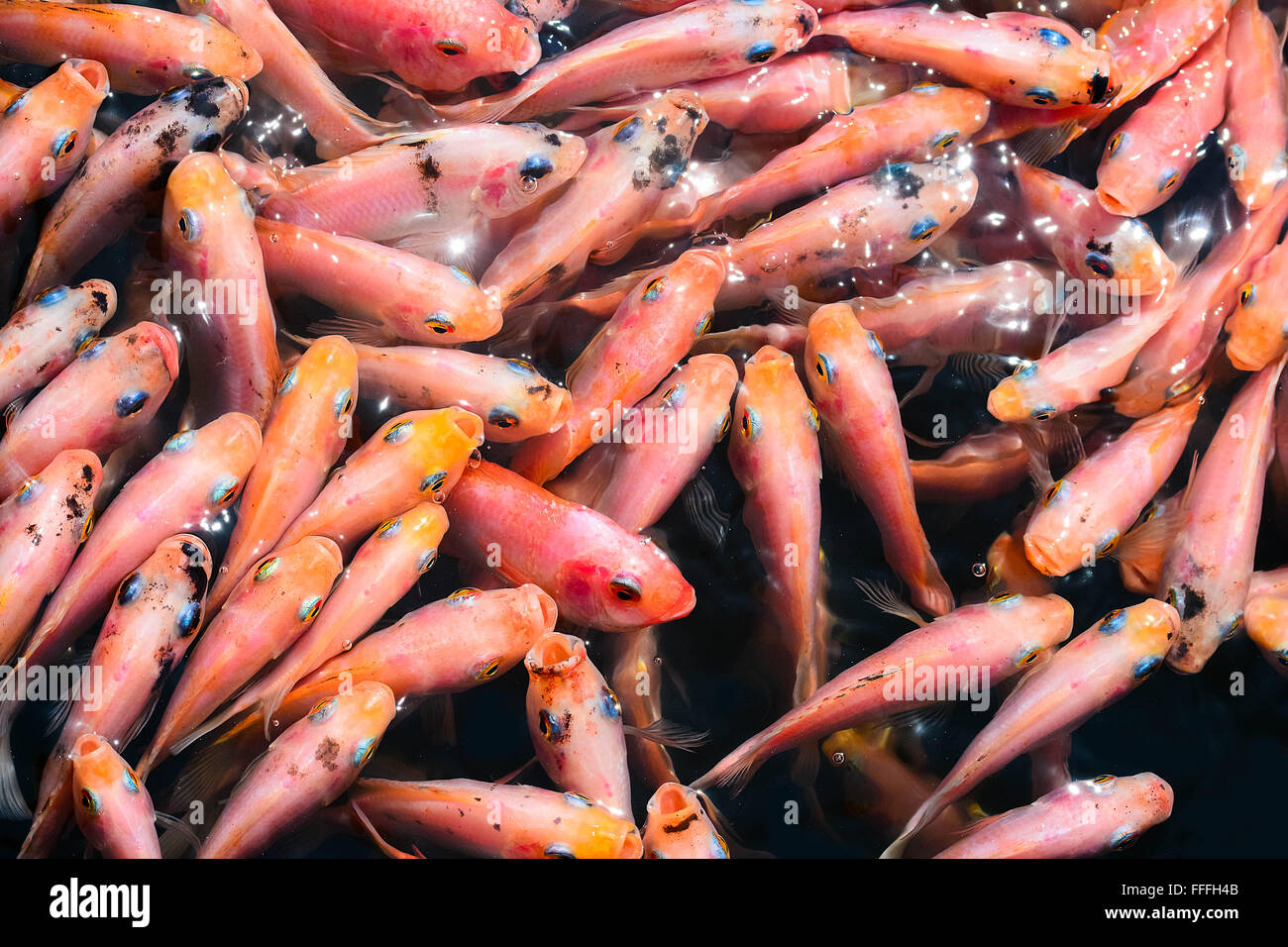 Fish Spa Therapy At Madu River In Sri Lanka. Stock Photo
