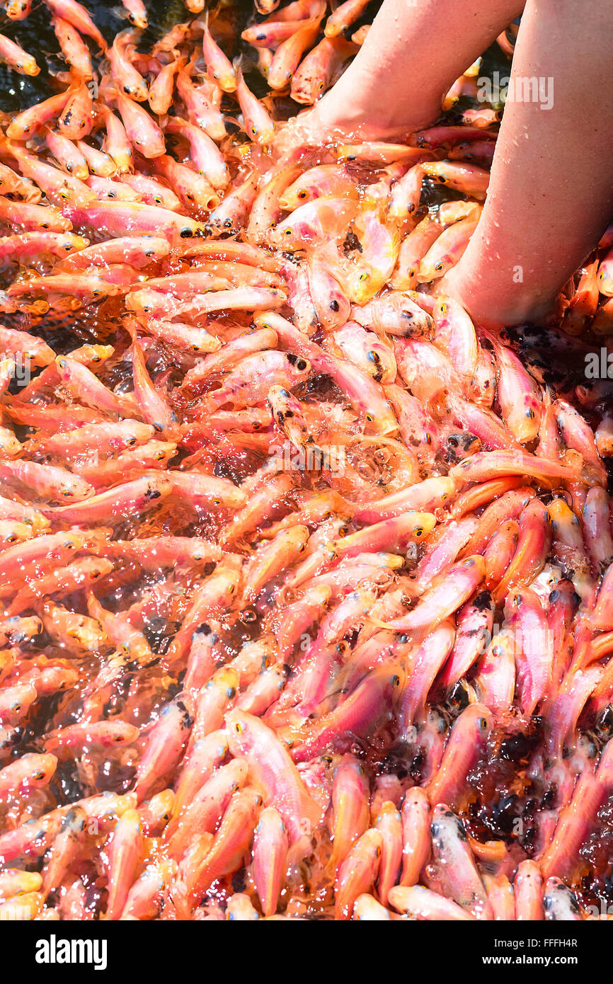 Fish Spa Therapy At Madu River In Sri Lanka. Stock Photo