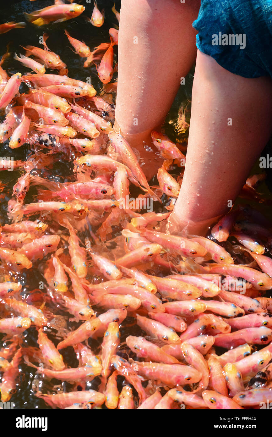 Fish Spa Therapy At Madu River In Sri Lanka Stock Photo Alamy